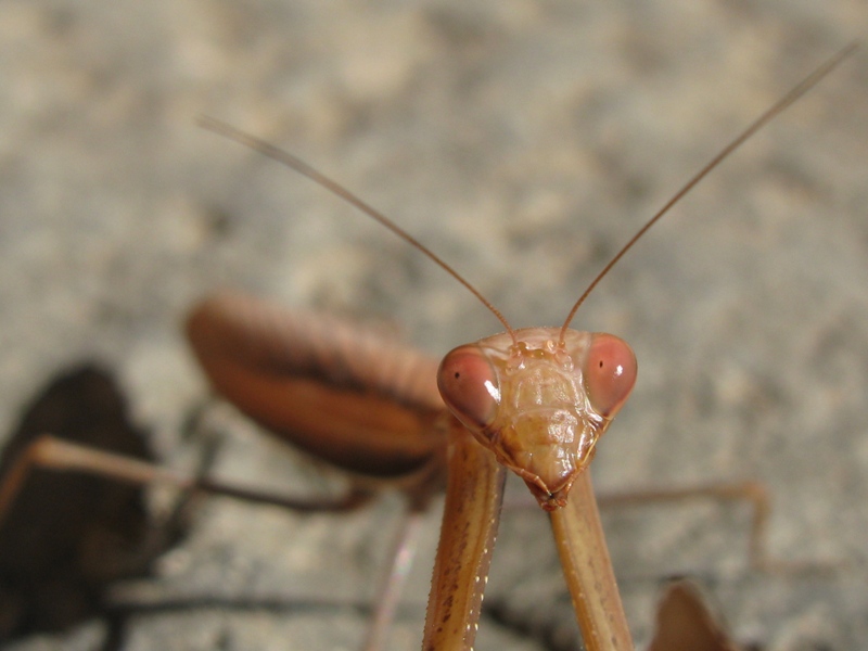 Carrellata di mantis religiosa...